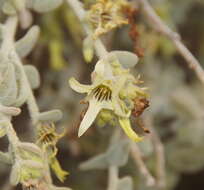 Image of Cyphanthera albicans (A. Cunn.) Miers