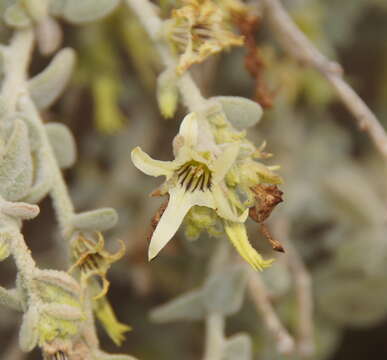 Image of Cyphanthera albicans (A. Cunn.) Miers