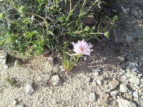 Image de Xylorhiza tortifolia (Torr. & A. Gray) Greene