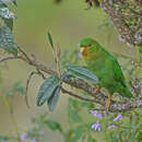 Image of Rufous-fronted Parakeet