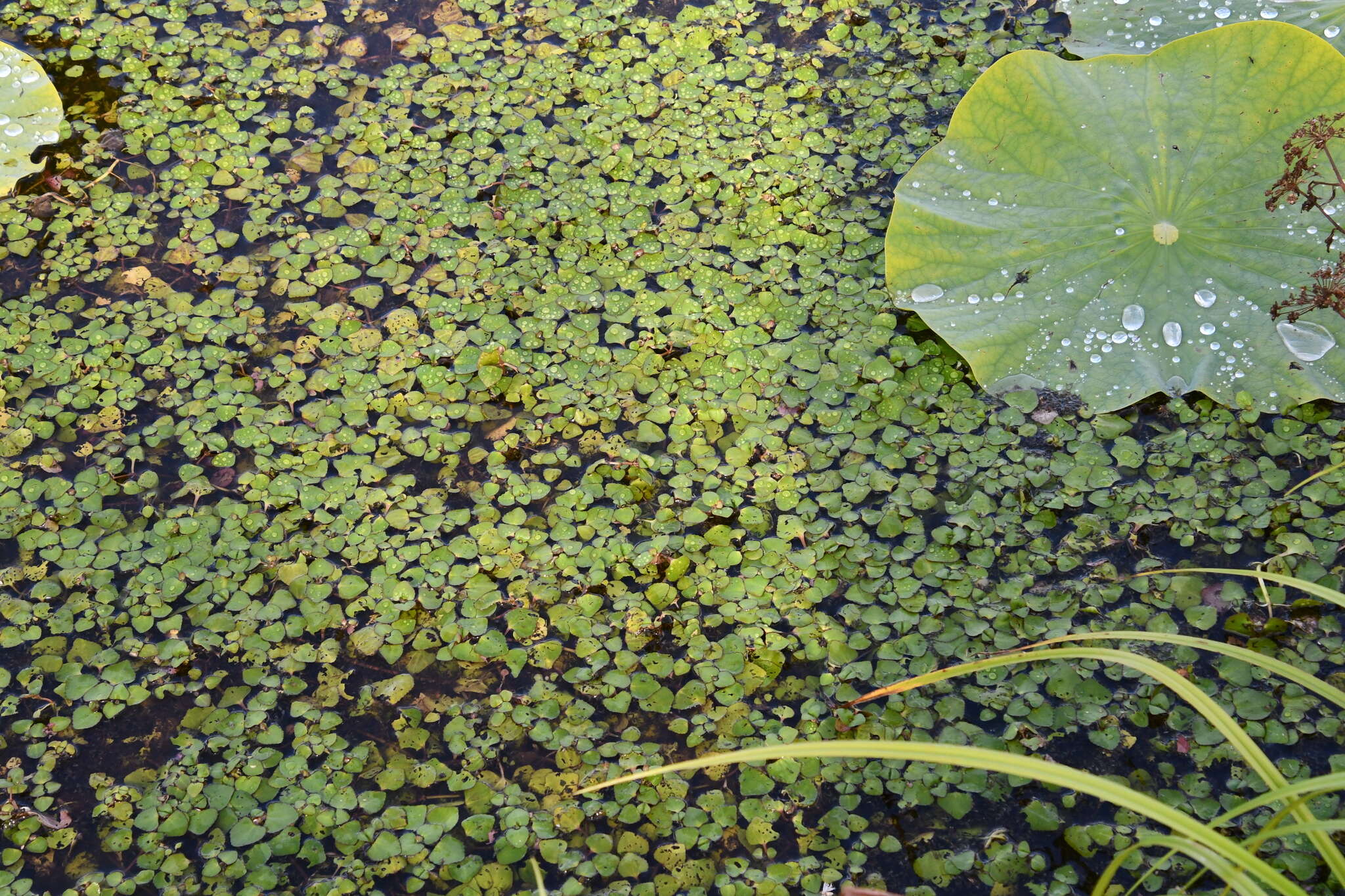 Image of Trapella sinensis Oliv.