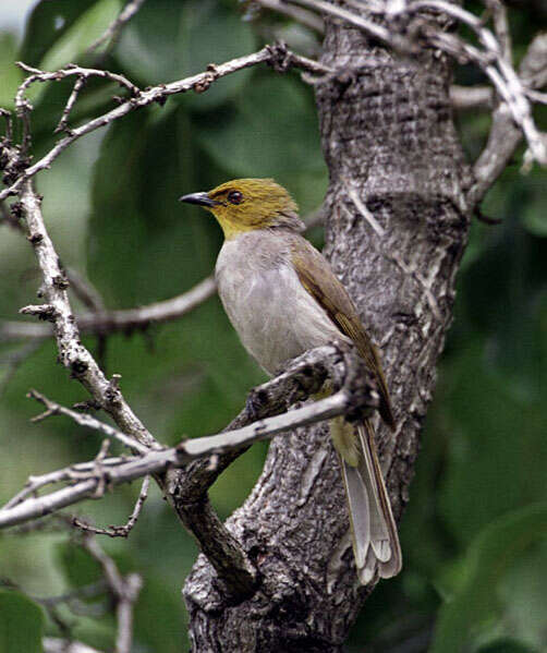 Image of Yellow-throated Bulbul