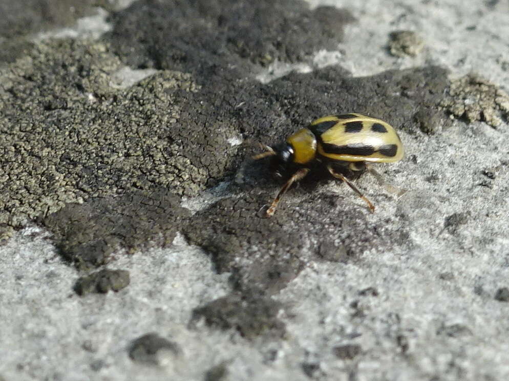 Sivun Cerotoma trifurcata (Forster 1771) kuva