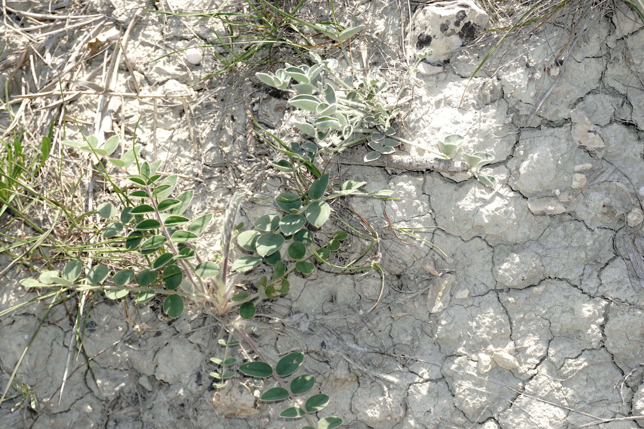 Image of Onobrychis pallasii (Willd.) M. Bieb.