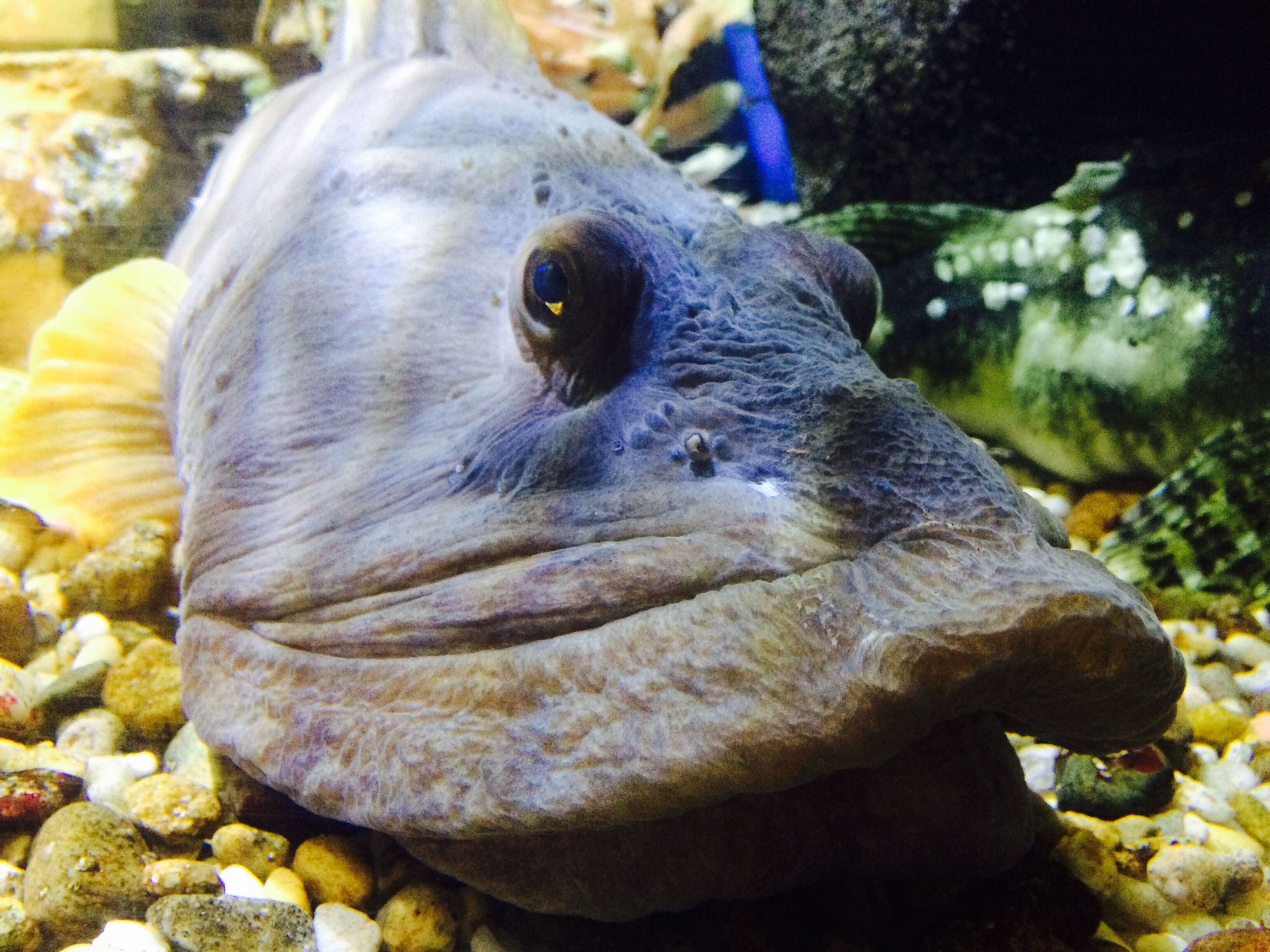 Image of Ocean pout