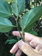 Image of Australian pepper