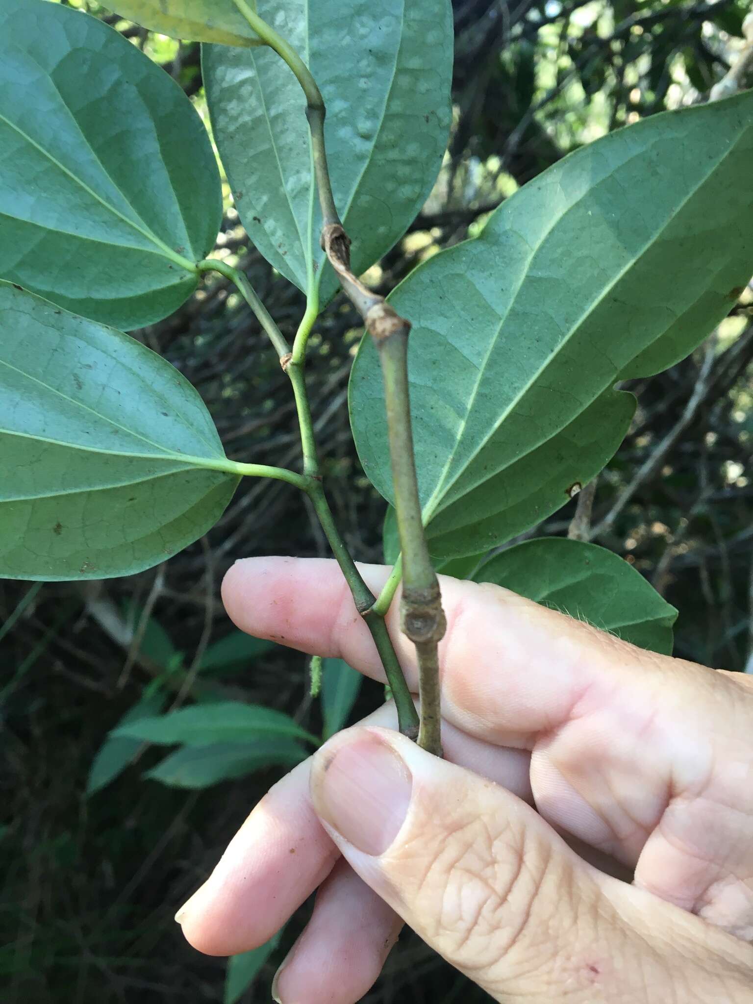 Слика од Piper hederaceum (Miq.) C. DC.