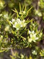 Image of Diosma acmaeophylla Eckl. & Zeyh.