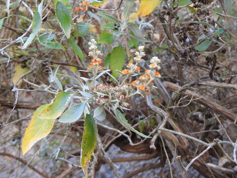 Sivun Buddleja tucumanensis Griseb. kuva