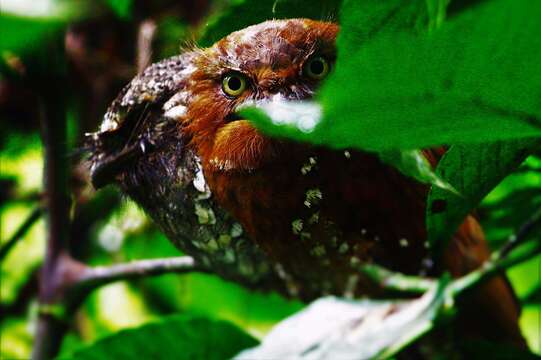 Image of Ceylon Frogmouth