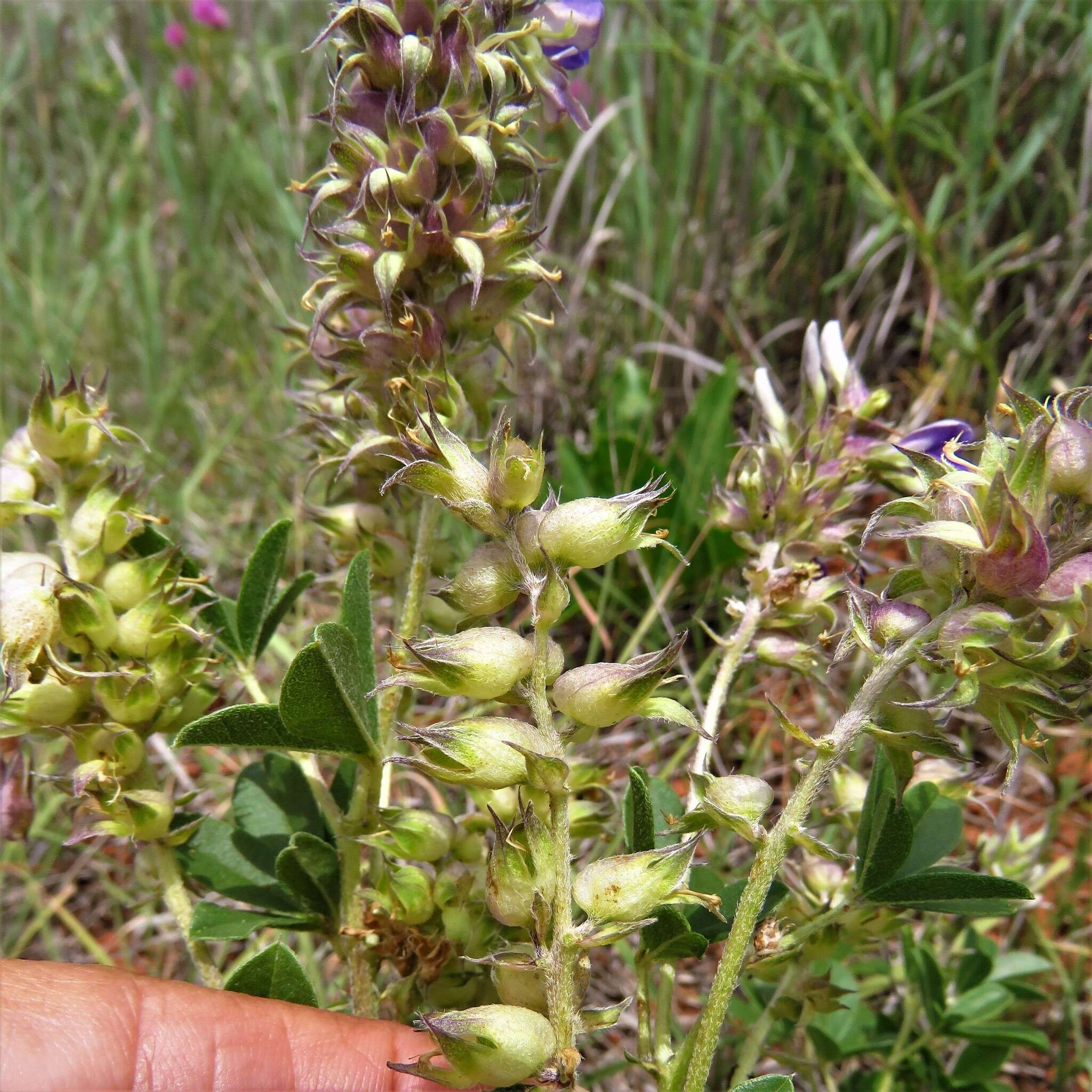 Imagem de Psoralea cuspidata Pursh