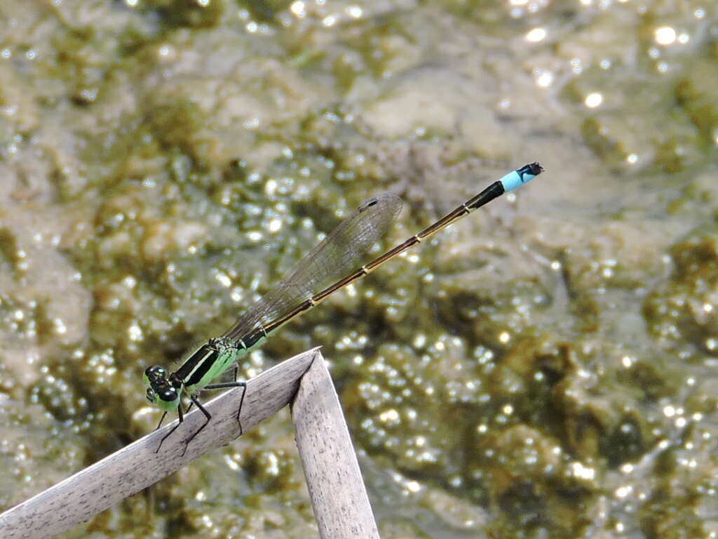 Image of Rambur's Forktail