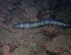 Image of Ash-colored conger eel