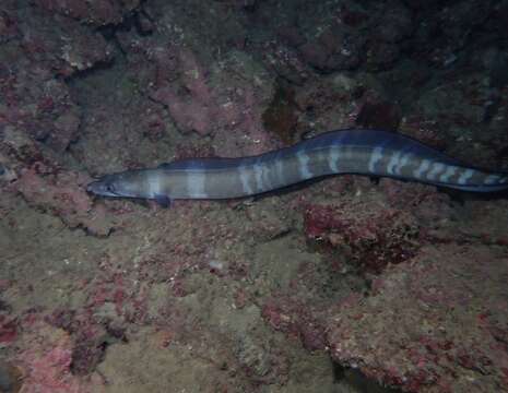 Image of Ash-colored conger eel