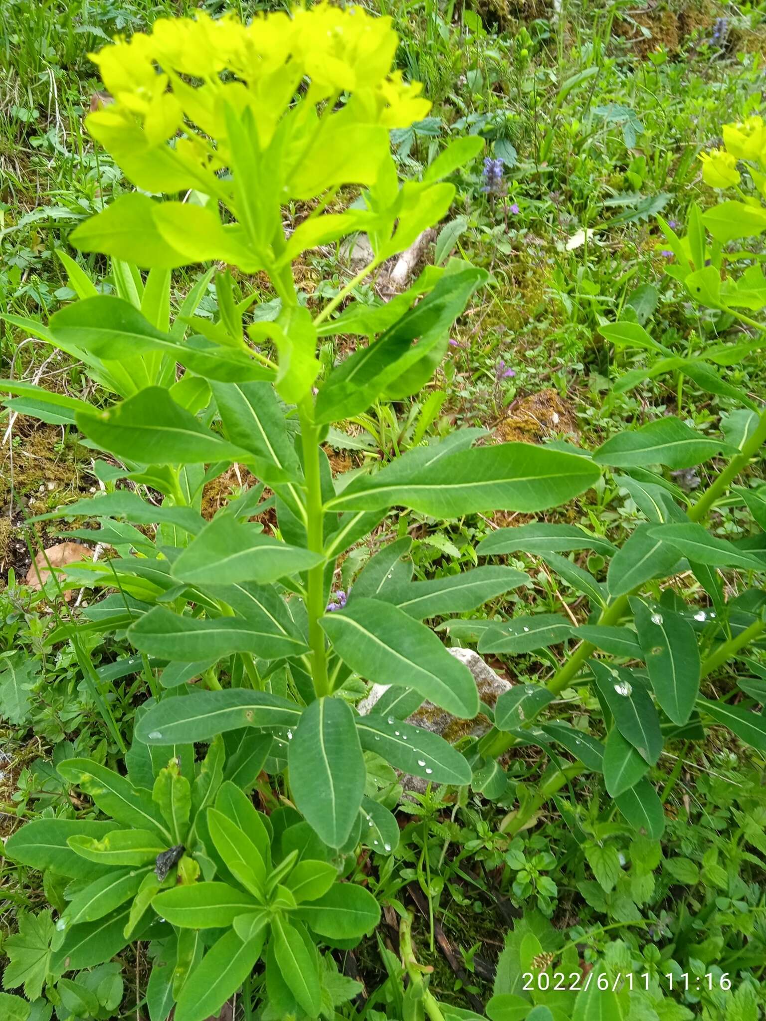 Image of Euphorbia austriaca A. Kern.