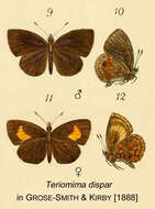 Слика од Epitolina dispar (Kirby 1887)