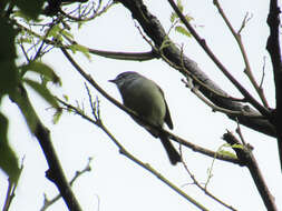 Image of White-crested Tyrannulet