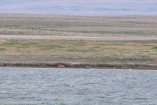 Image of White-billed Diver