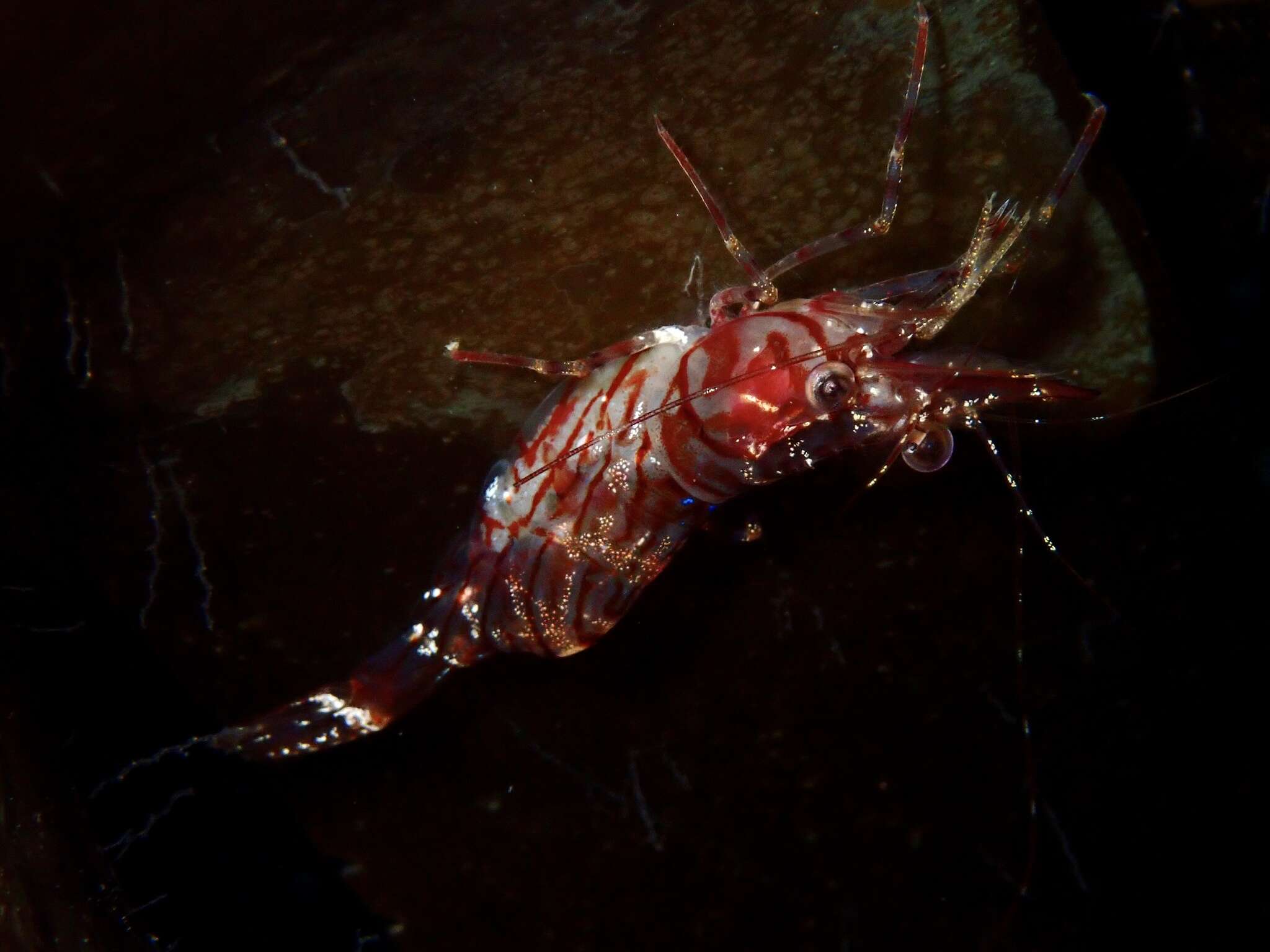 Image of Aesop shrimp