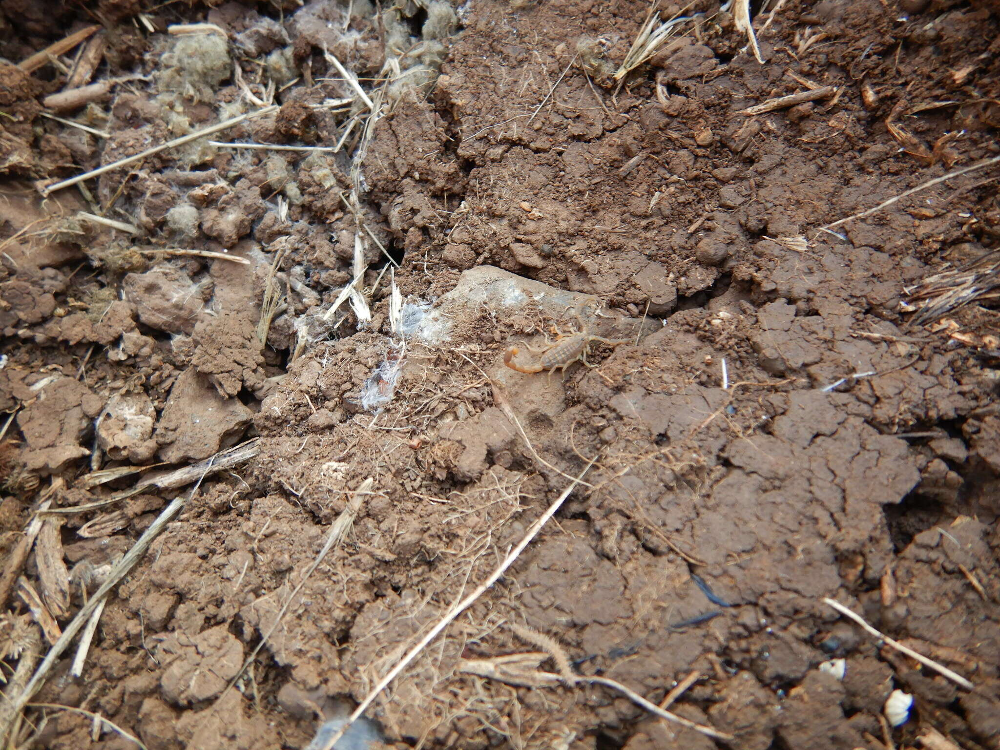 Image of Compsobuthus schmiedeknechti Vachon 1949