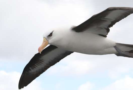 Image de Thalassarche melanophris impavida