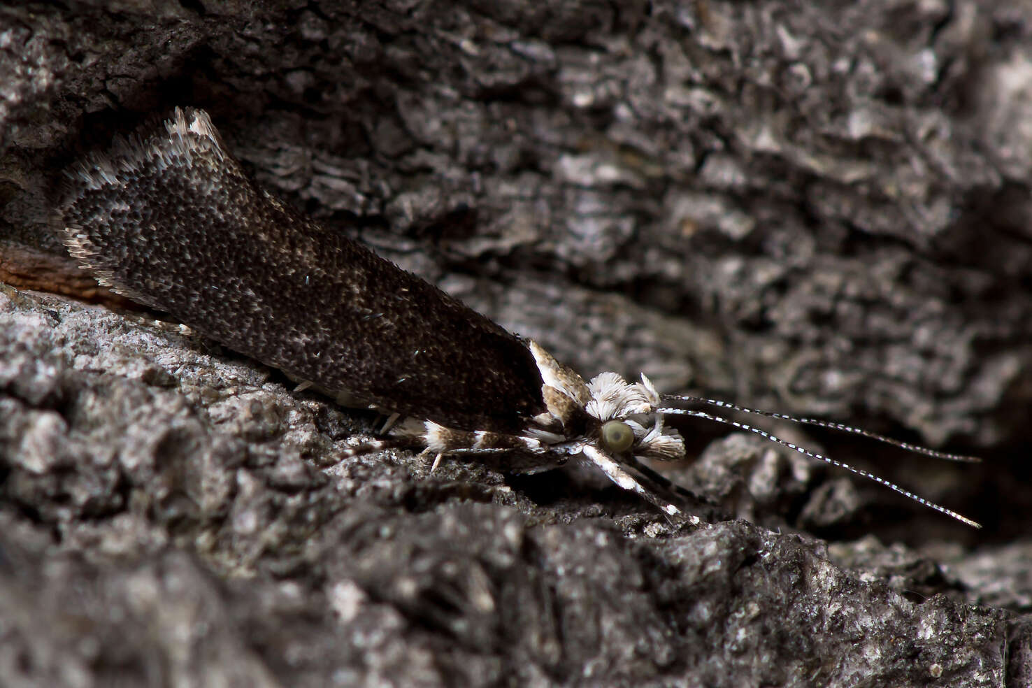 Image of Ypsolopha vittella (Linnaeus 1758)