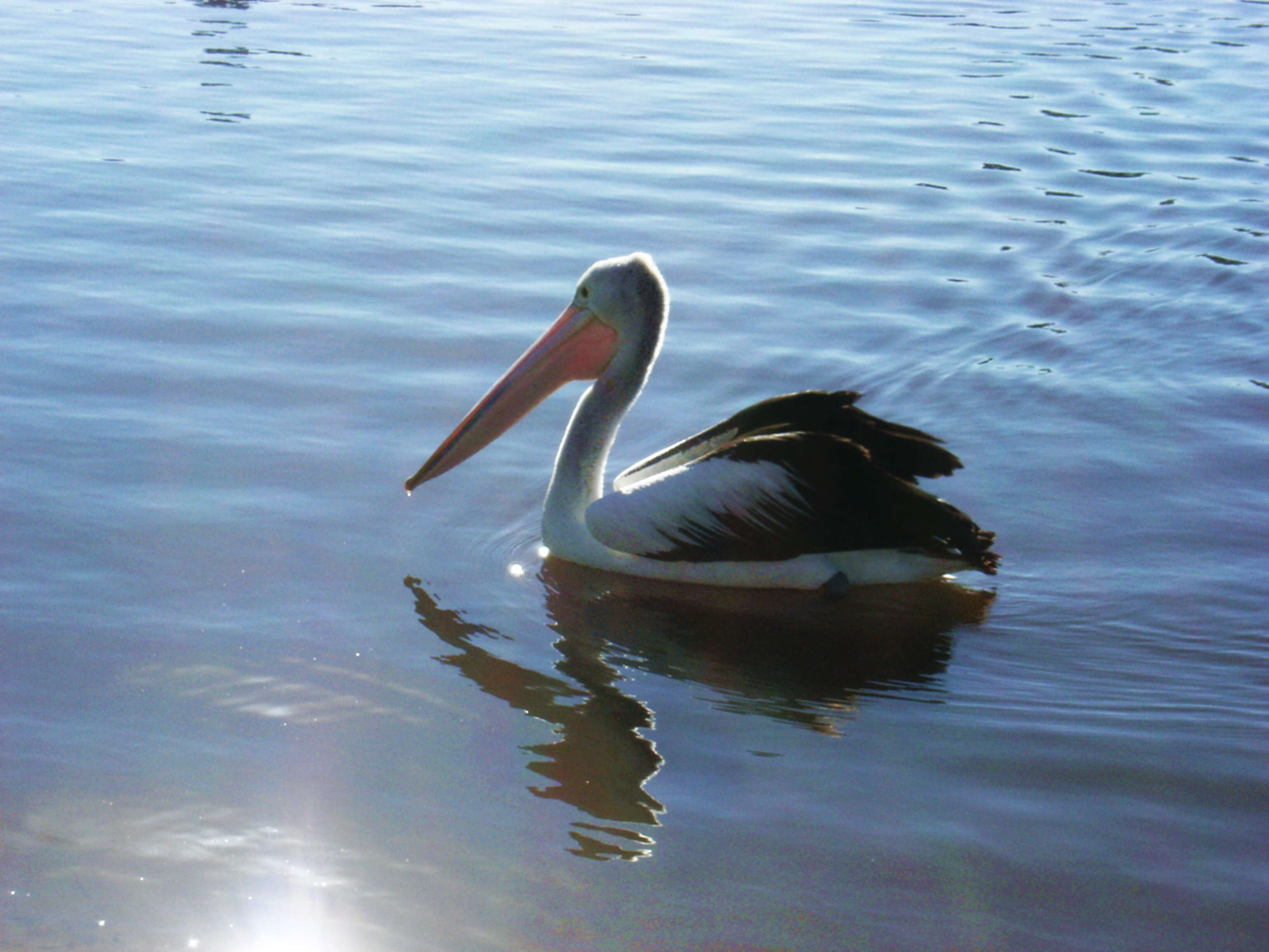 Image of Australian Pelican