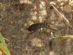 Plancia ëd Cicindela (Cicindelidia) punctulata punctulata A. G. Olivier 1790