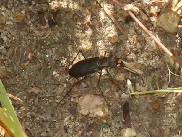 Plancia ëd Cicindela (Cicindelidia) punctulata punctulata A. G. Olivier 1790