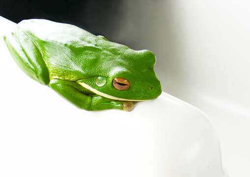 Image of Red-eyed Green Treefrog