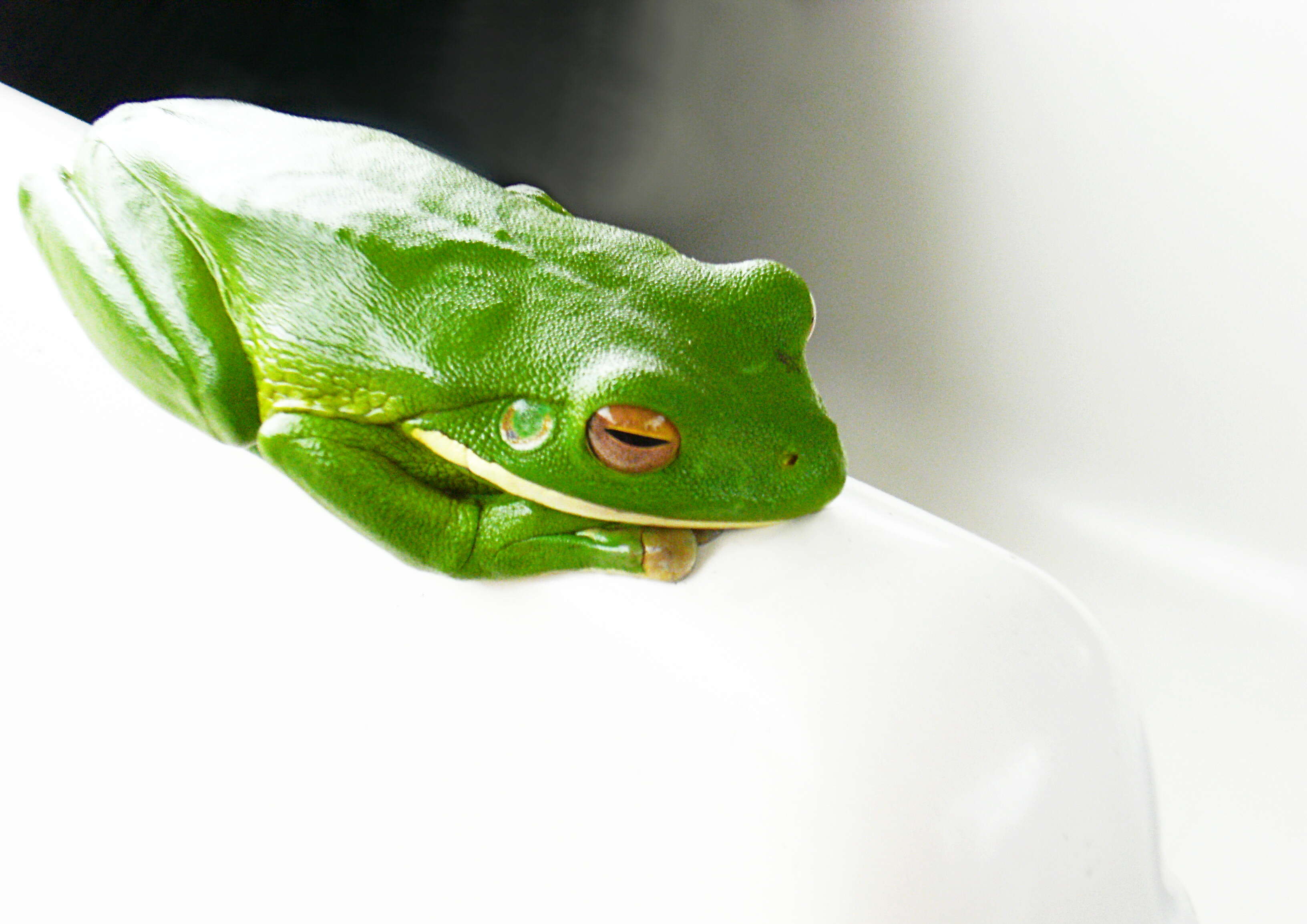 Image of Red-eyed Green Treefrog