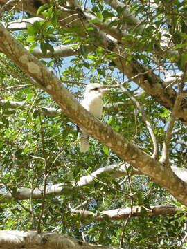 Image of Kookaburra