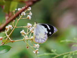 Image of Appias pandione (Geyer (1832))