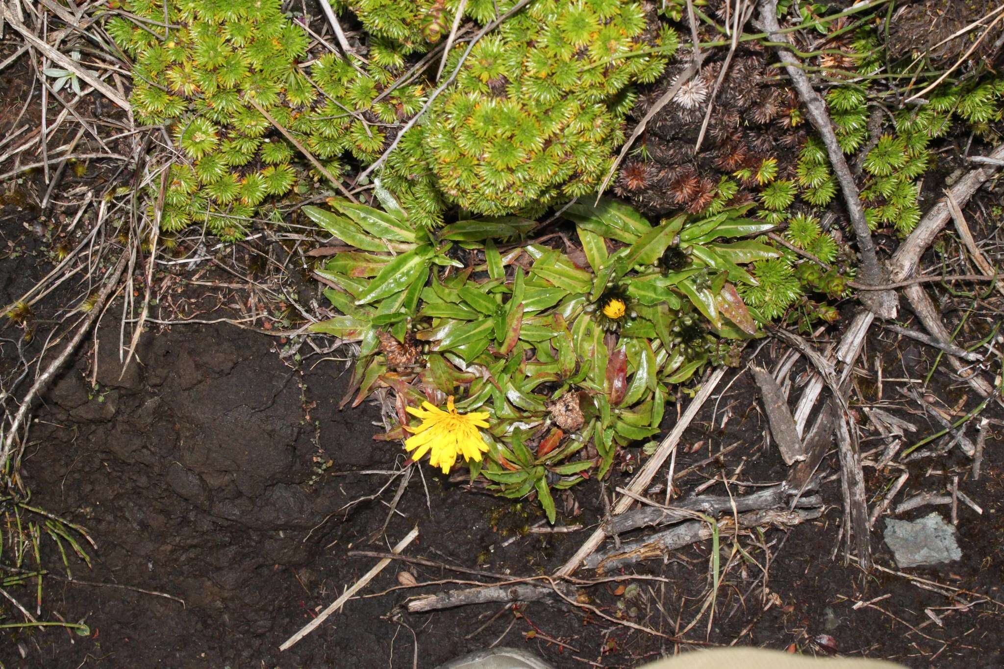 Image de Hypochaeris sessiliflora Kunth