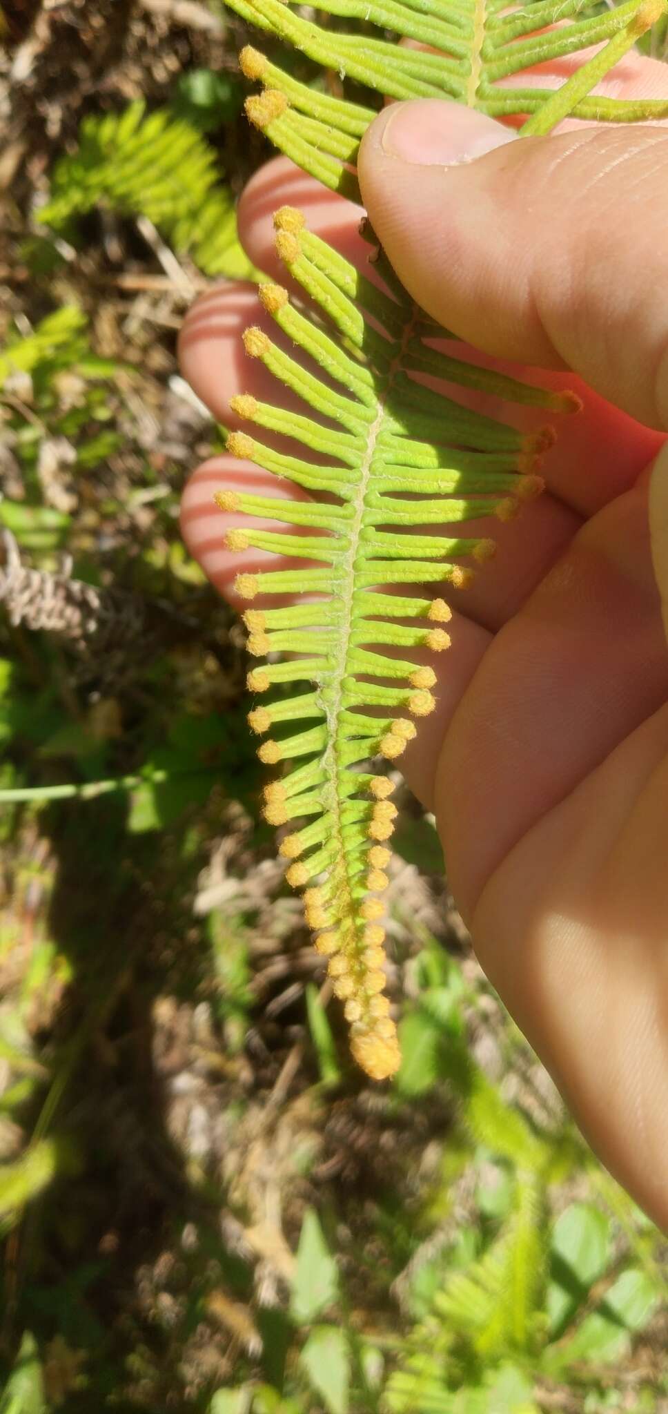 Image of Dicranopteris nervosa (Kaulf.) Ching