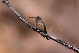 Image of Wedge-tailed Hillstar