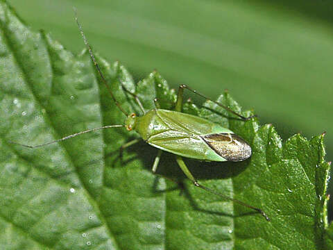 Image of Calocoris alpestris (Meyer-Dur 1843)