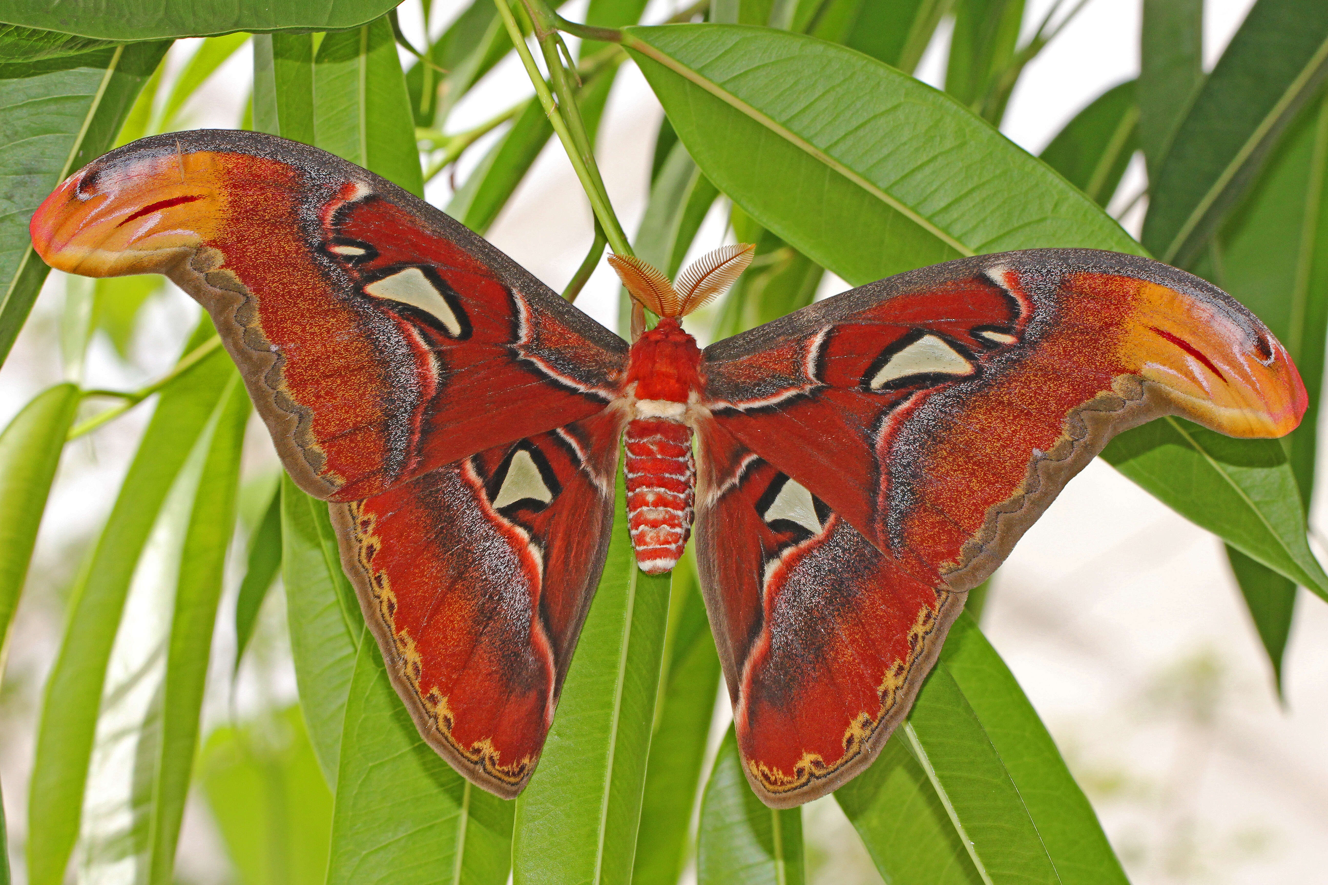 Image of atlas moth