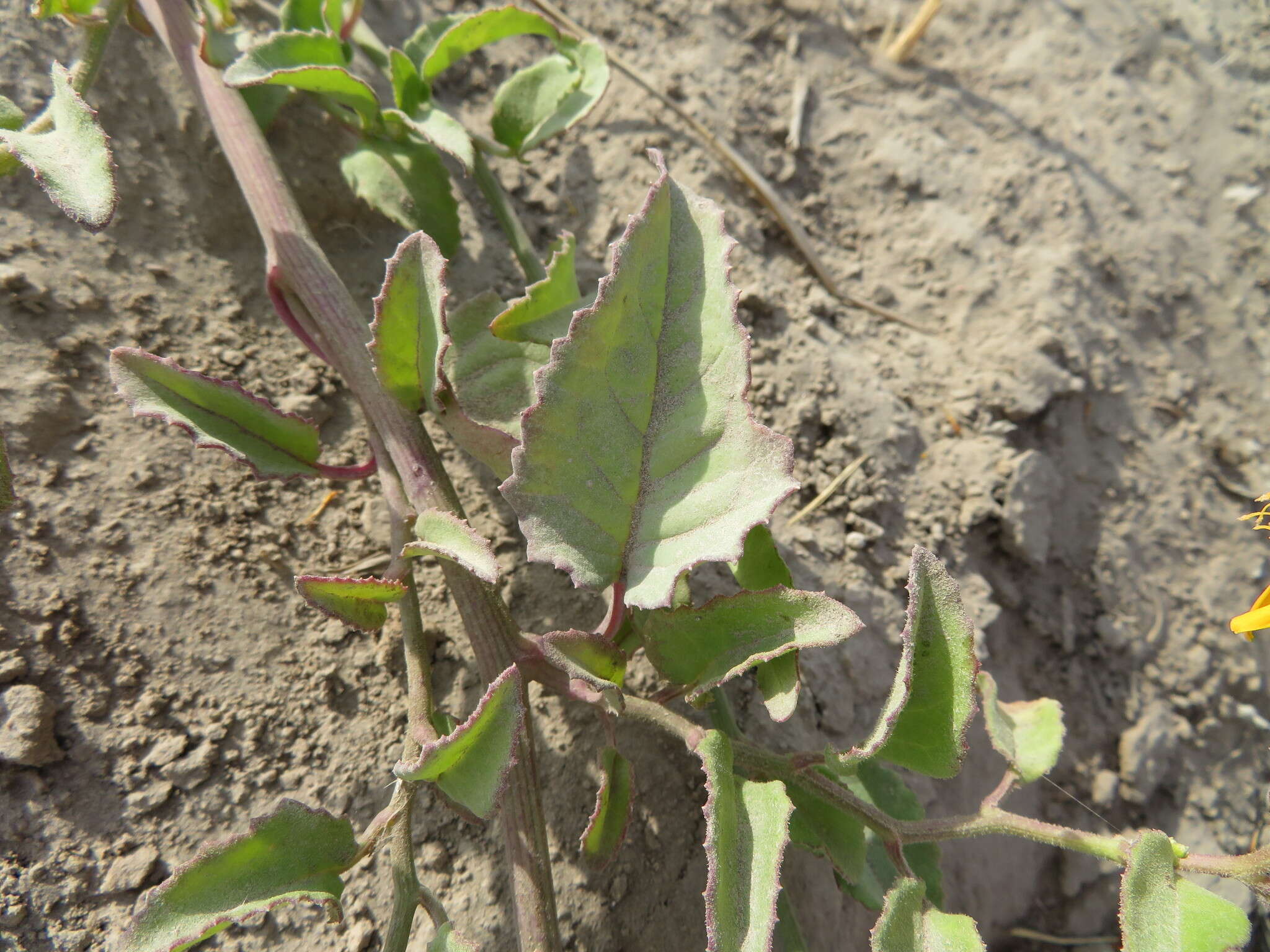 Image of Mexican Flame Vine