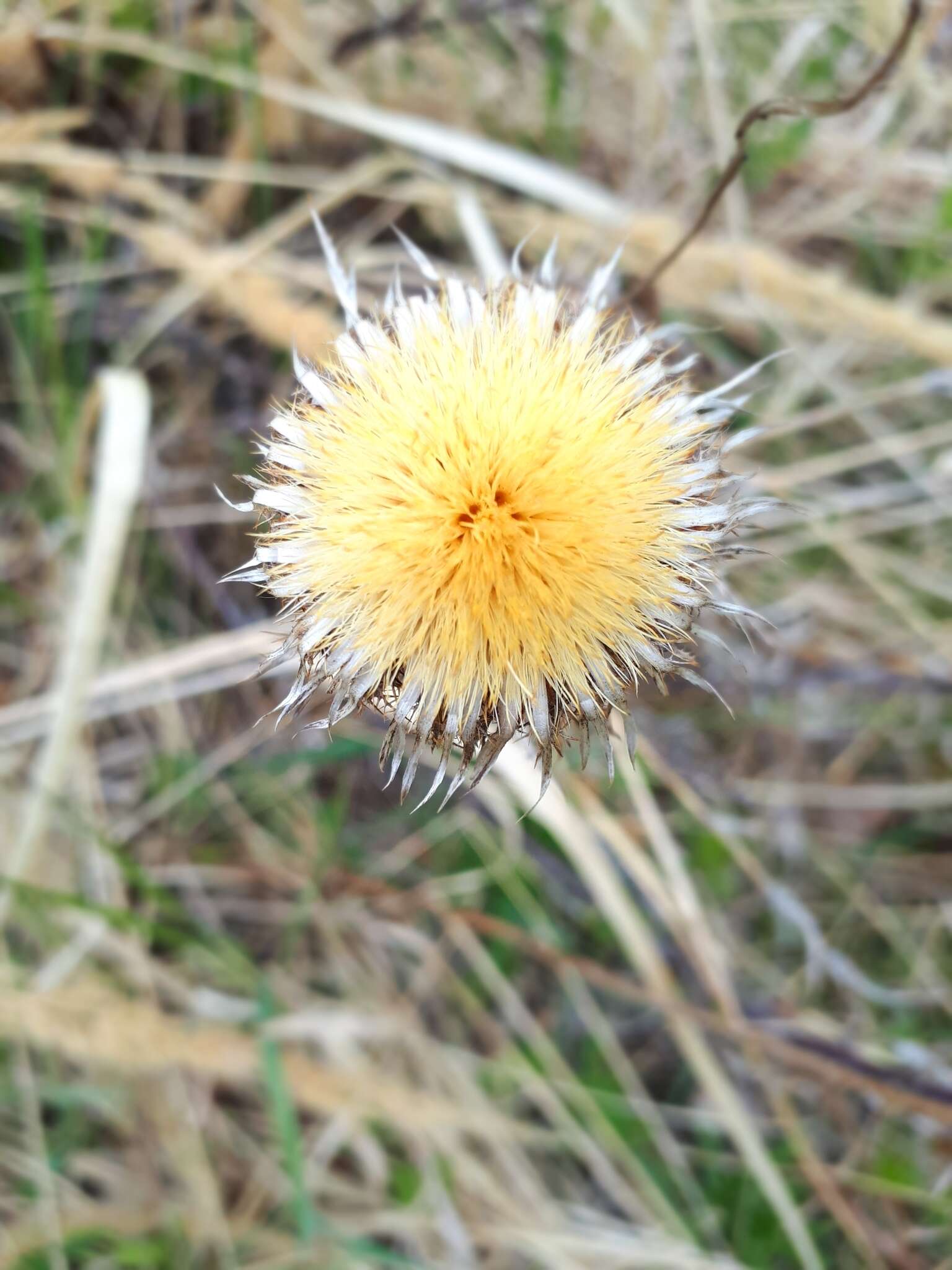 Image of Carlina biebersteinii Bernh. ex Hornem.