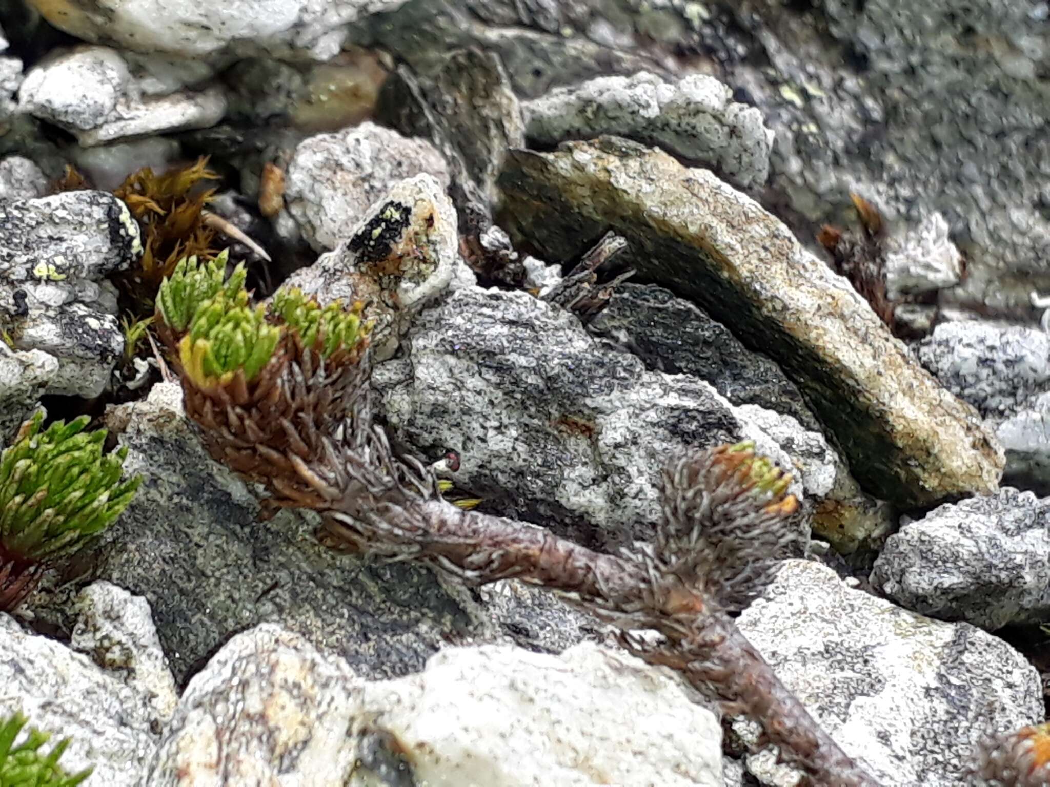 Image of Leptinella goyenii (Petrie) D. G. Lloyd & C. J. Webb