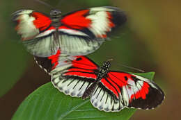 Image of Heliconius melpomene Linnaeus 1758