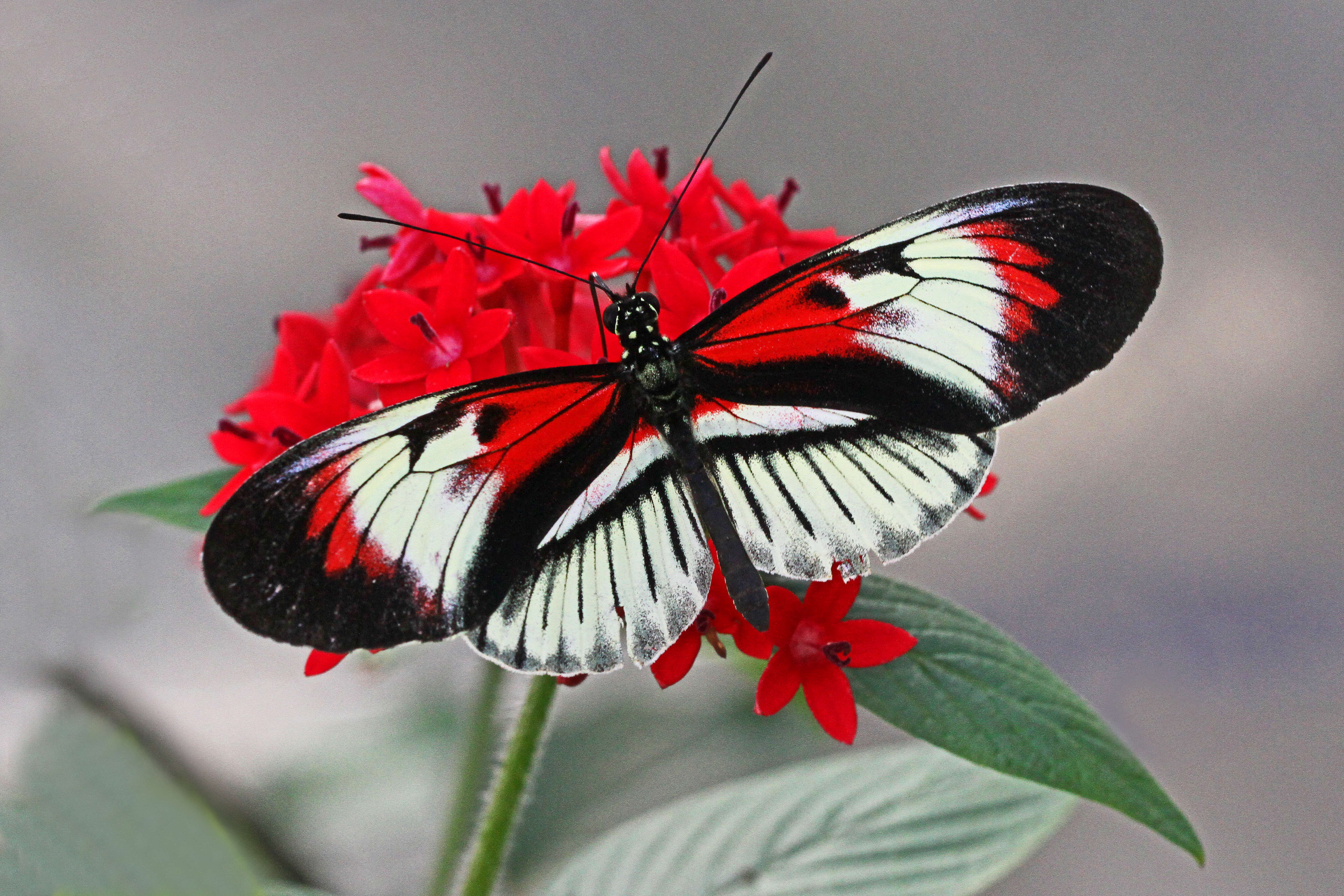 Image of Heliconius melpomene Linnaeus 1758