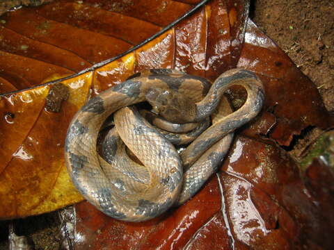 Image of Banded Cat-eyed Snake