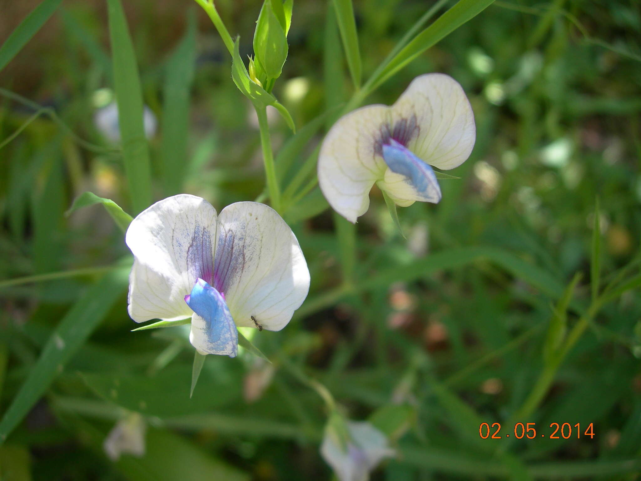 Image of white pea