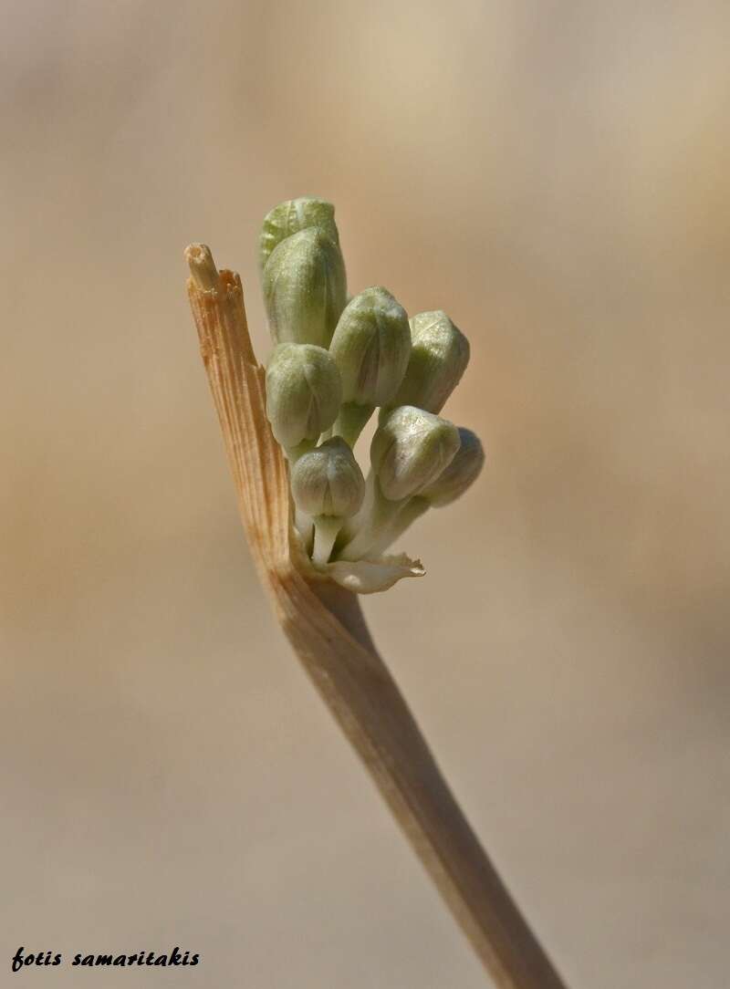 Image of Allium chamaespathum Boiss.