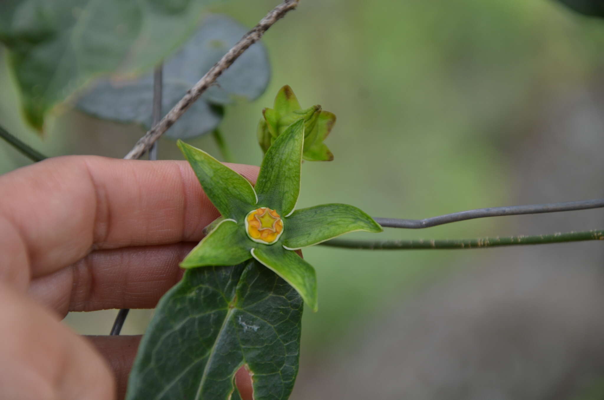 Image of Gonolobus megalocarpus P. G. Wilson