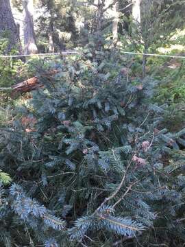 صورة Picea engelmannii subsp. mexicana (Martínez) P. A. Schmidt