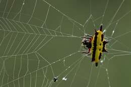 Image of Gasteracantha taeniata (Walckenaer 1841)