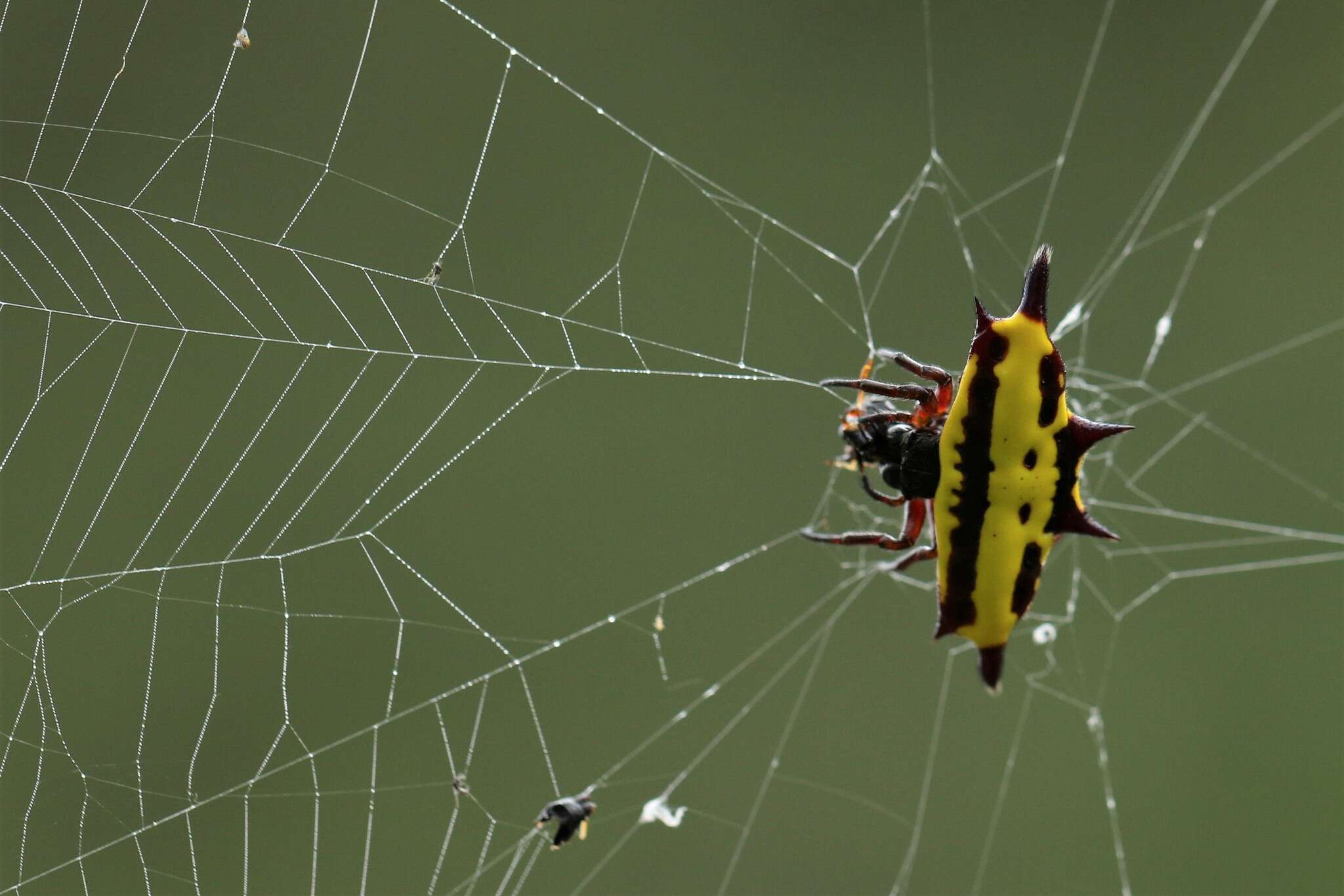 Image of Gasteracantha taeniata (Walckenaer 1841)